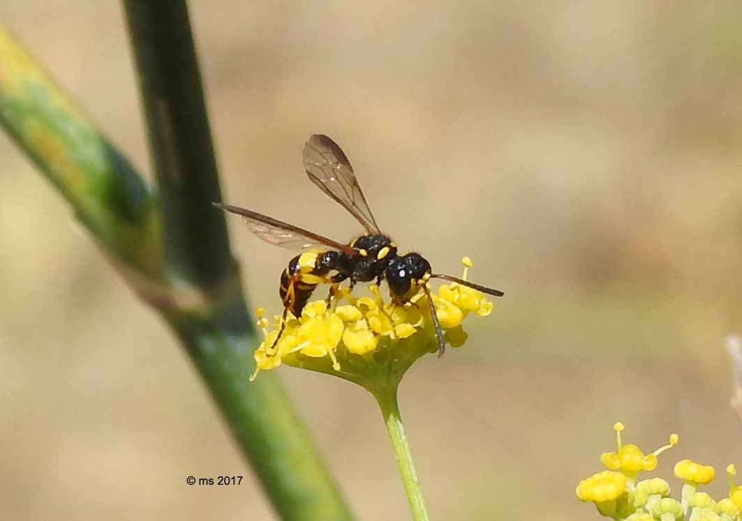 Crabronidae: Cerceris quadricincta corsica